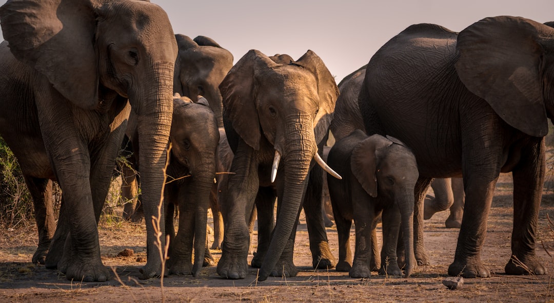 An elephant herd at the Chobe River — Botswana hosts the highest elephant concentration on earth