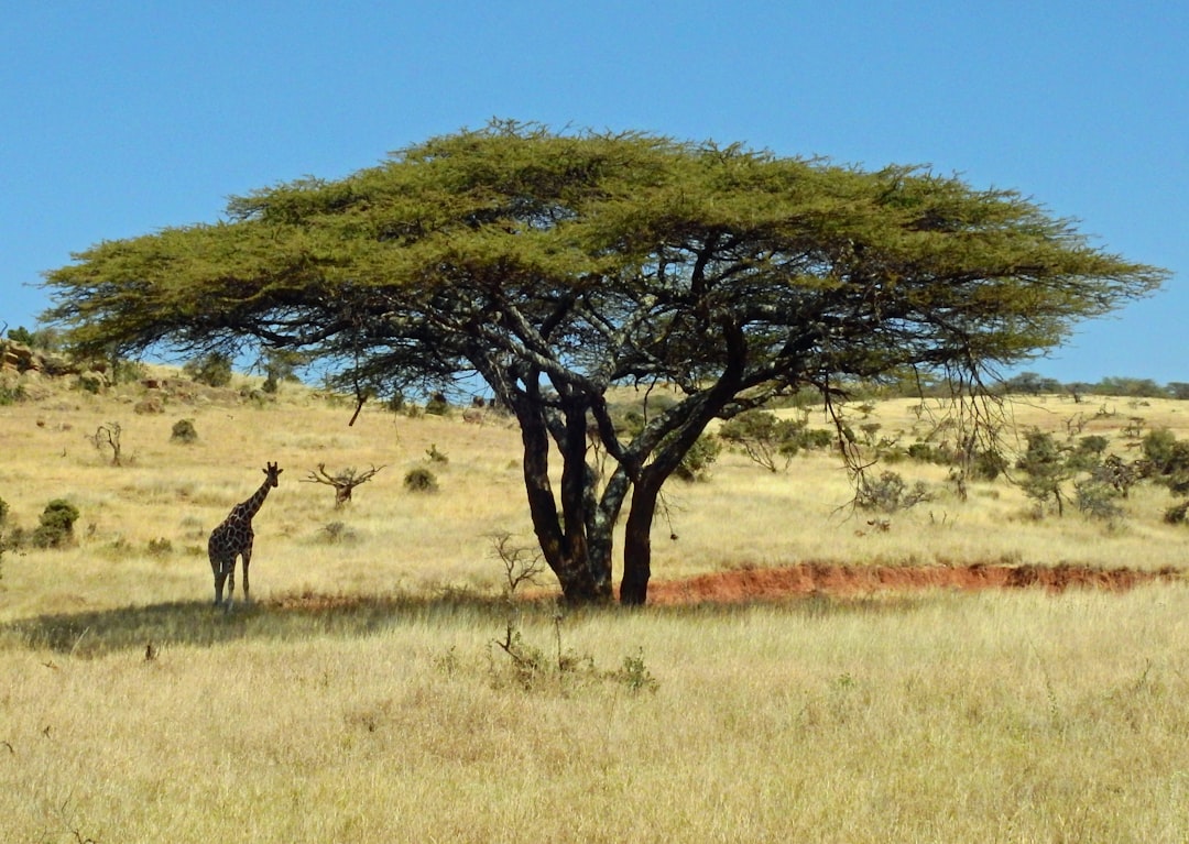 A reticulated giraffe under an acacia tree in Lewa Conservancy, Kenya
