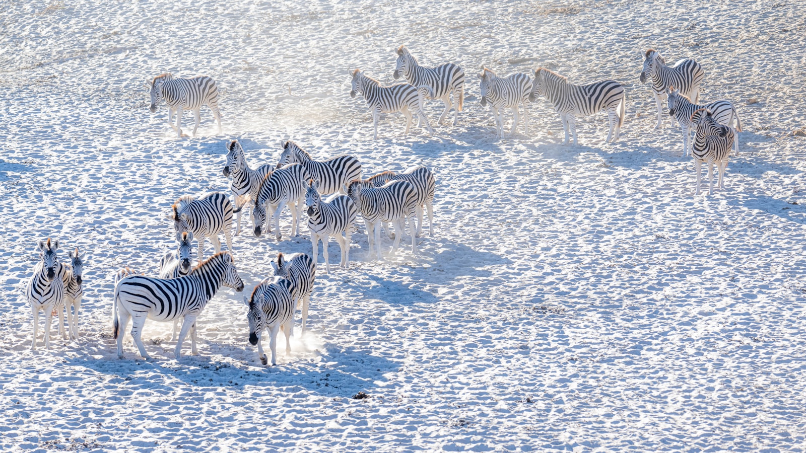 Zebra on the white salt crust of the Makgadikgadi Pans, Botswana