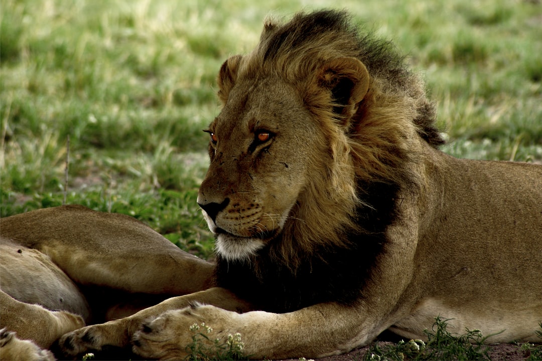 A Kalahari lion in the open grasslands of the Central Kalahari Game Reserve, Botswana