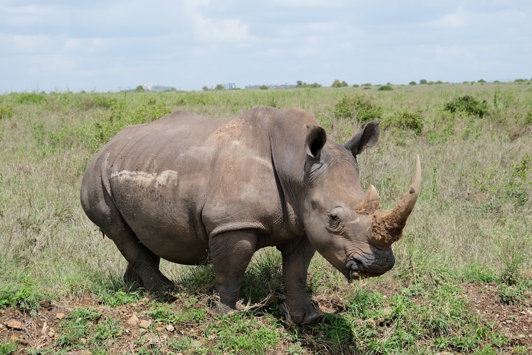A white rhinoceros — the signature species at Hlane Royal National Park, Eswatini