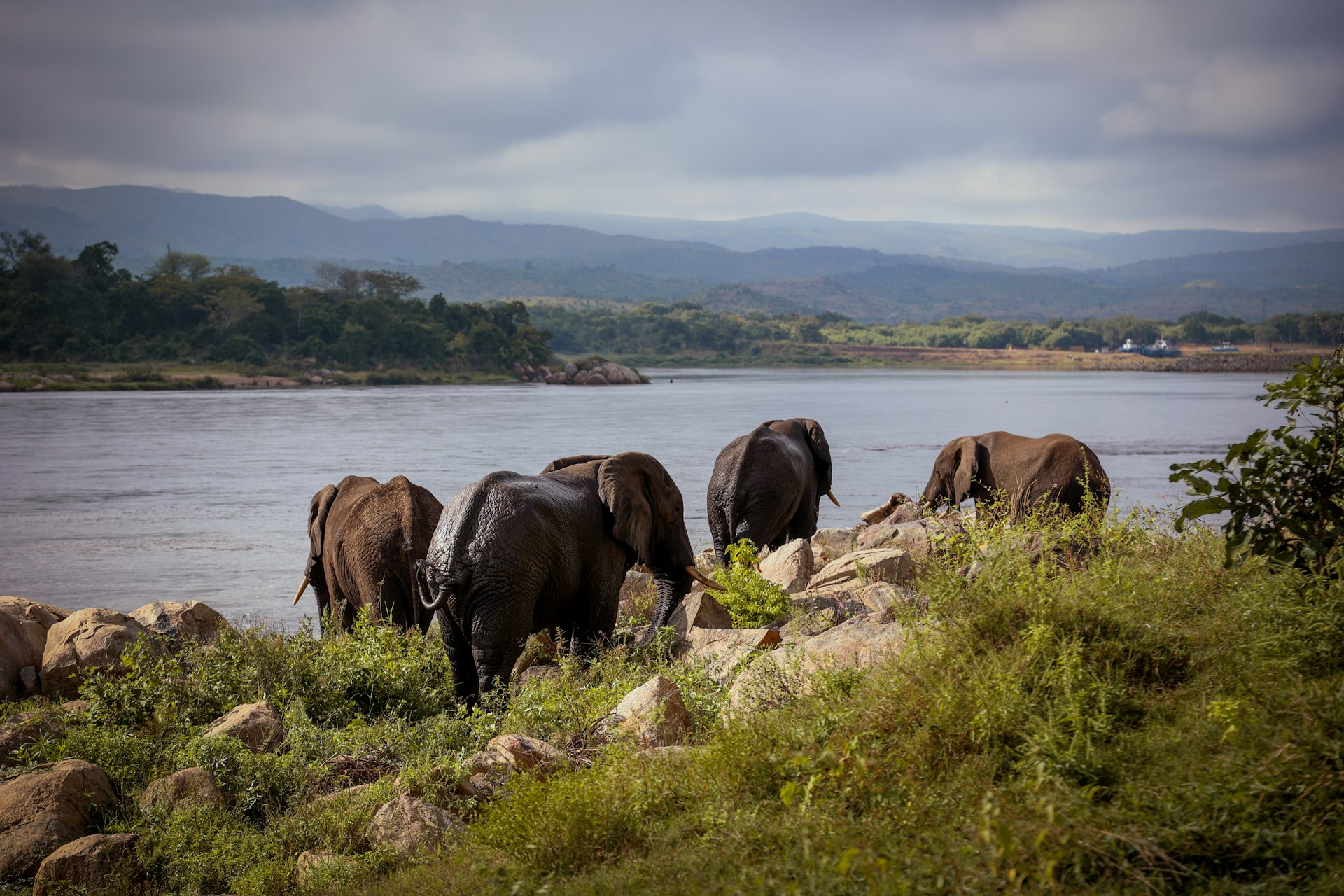 Elephants drinking by a rocky riverbank in Liwonde National Park