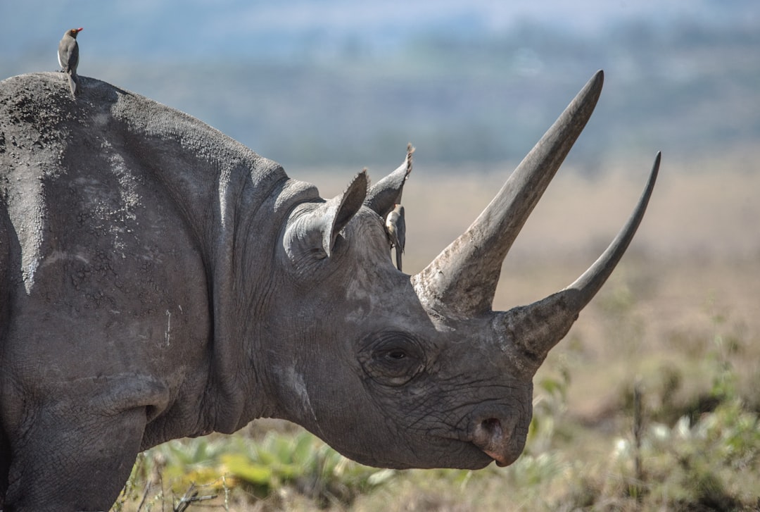 A black rhinoceros at close range — Mkhaya is one of southern Africa's strongest black rhino sanctuaries