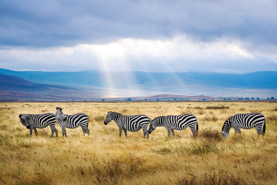Zebra on the open savanna — the iconic Mlilwane encounter in Eswatini