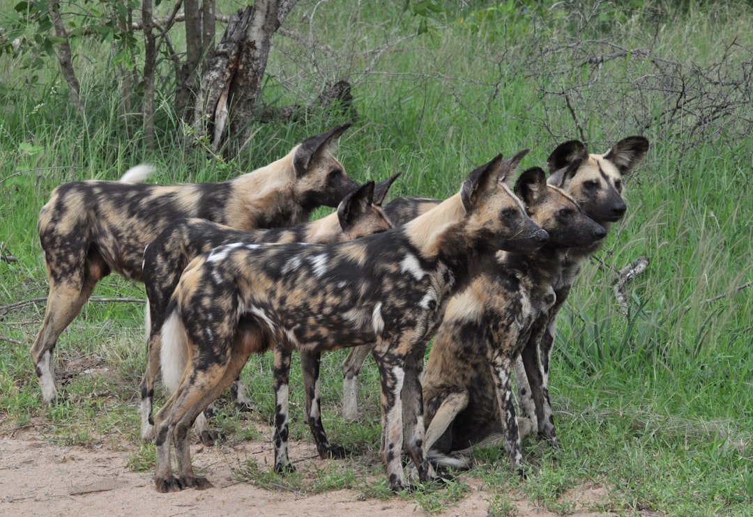 African wild dogs on the move — the headline predator of the Moremi-Khwai system