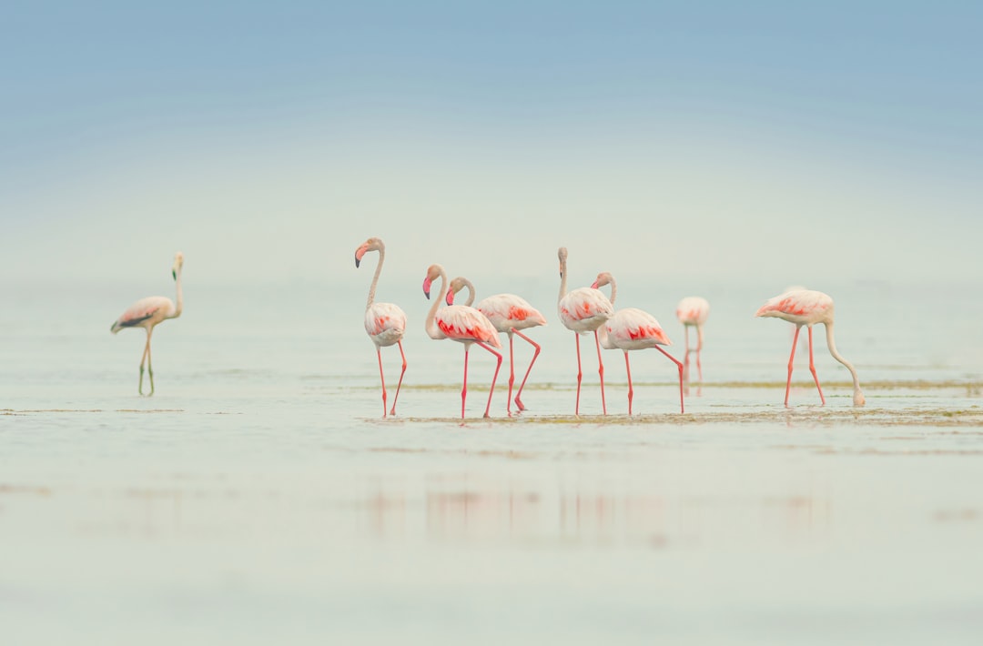 Flamingos gathering on an alkaline lake — evocative of Lake Nakuru in Kenya's Rift Valley