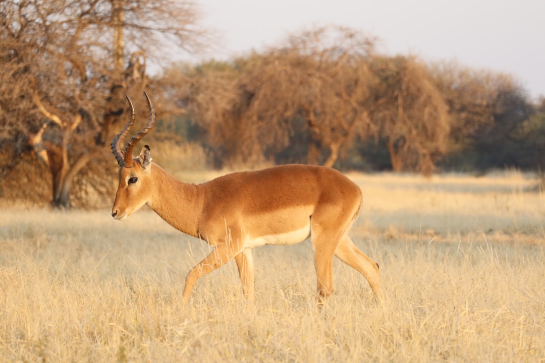 An impala in golden light — evocative of the Samburu and Buffalo Springs ecosystem in northern Kenya