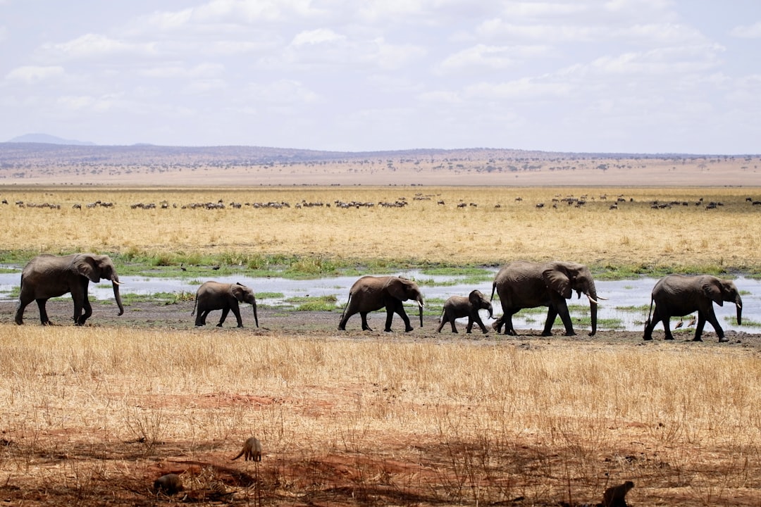 An elephant herd kicking up dust on the savanna — Tsavo, Kenya