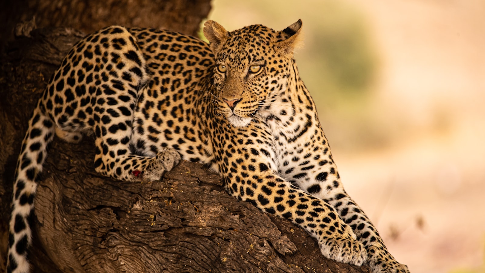 A leopard resting in a tree in Sabi Sands