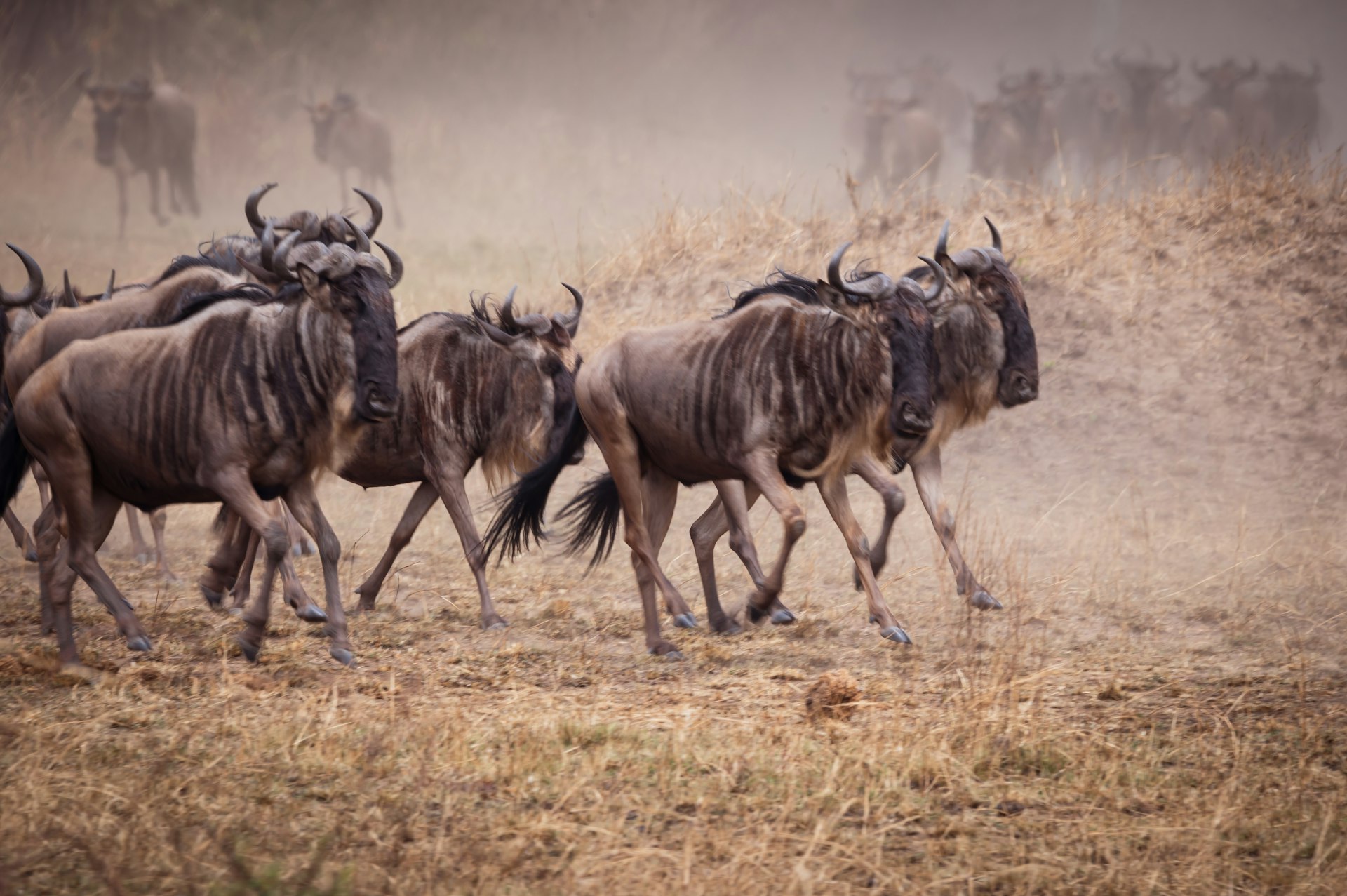 A herd of wildebeest running across an open dry-grass plain