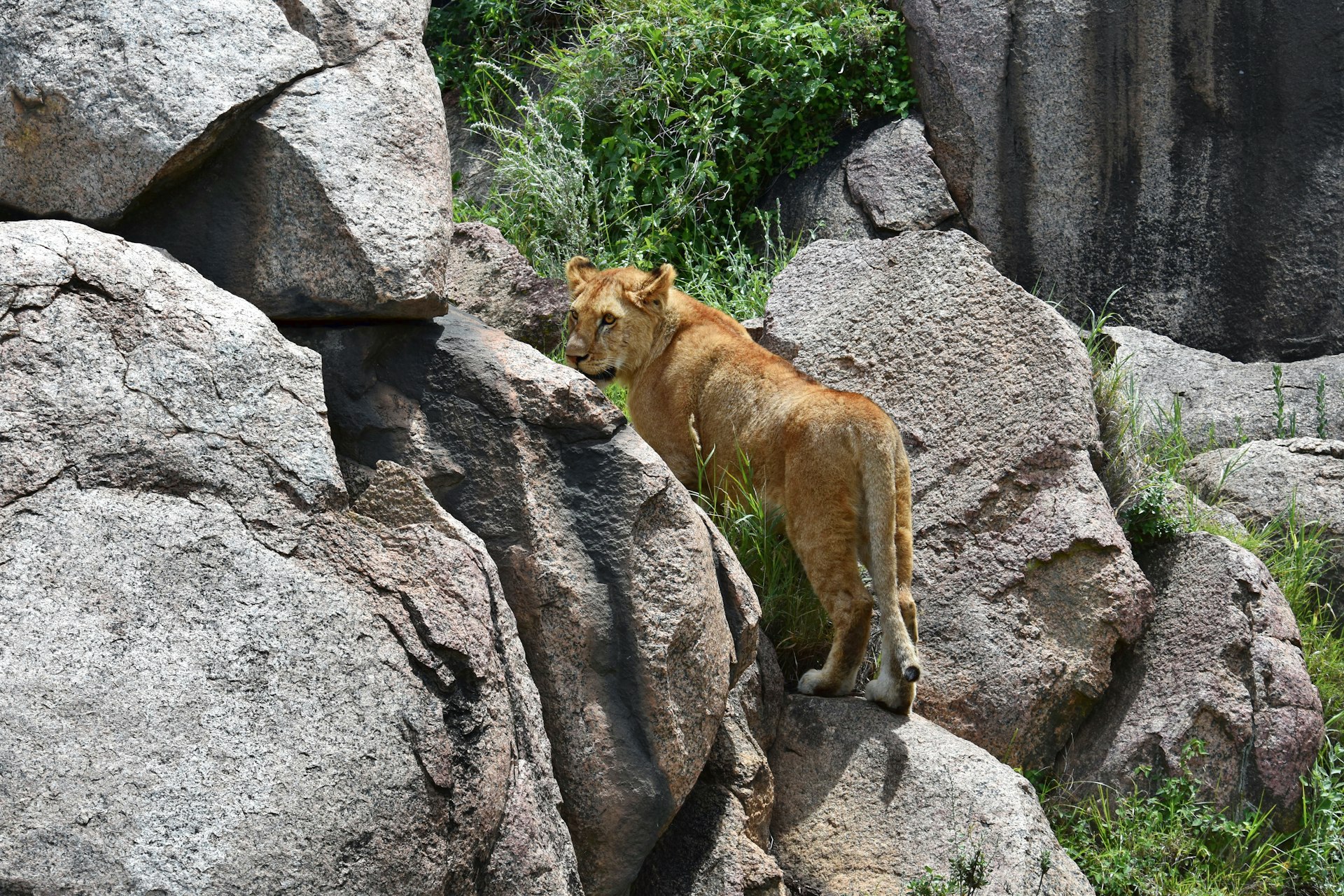A lioness on a rocky outcrop in granite-strewn savanna country