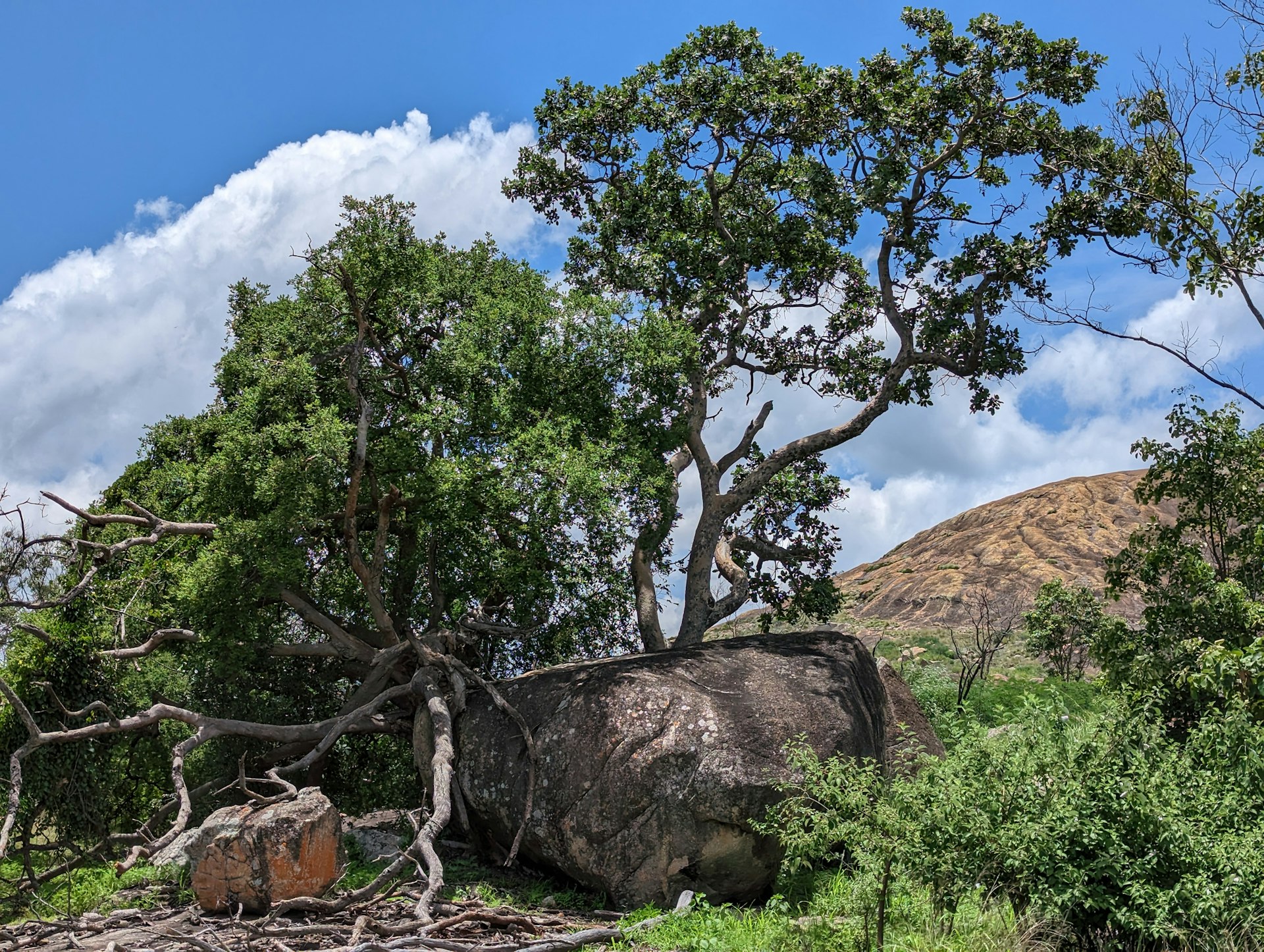 A massive granite boulder amid the wooded landscape of the Matobo Hills