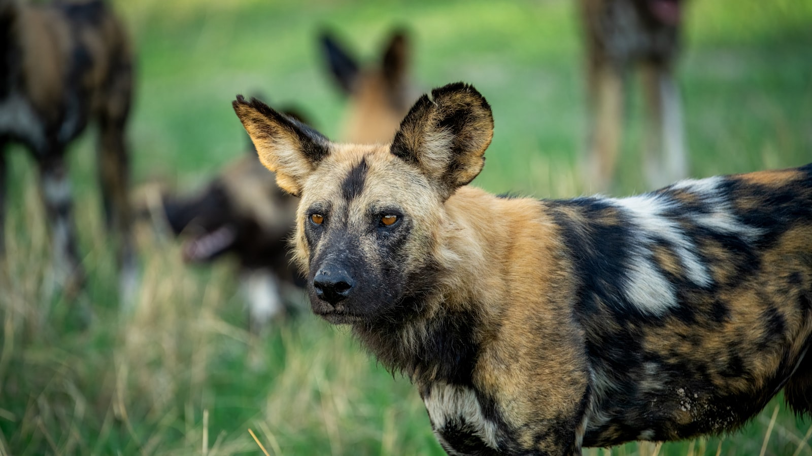A pack of African wild dogs