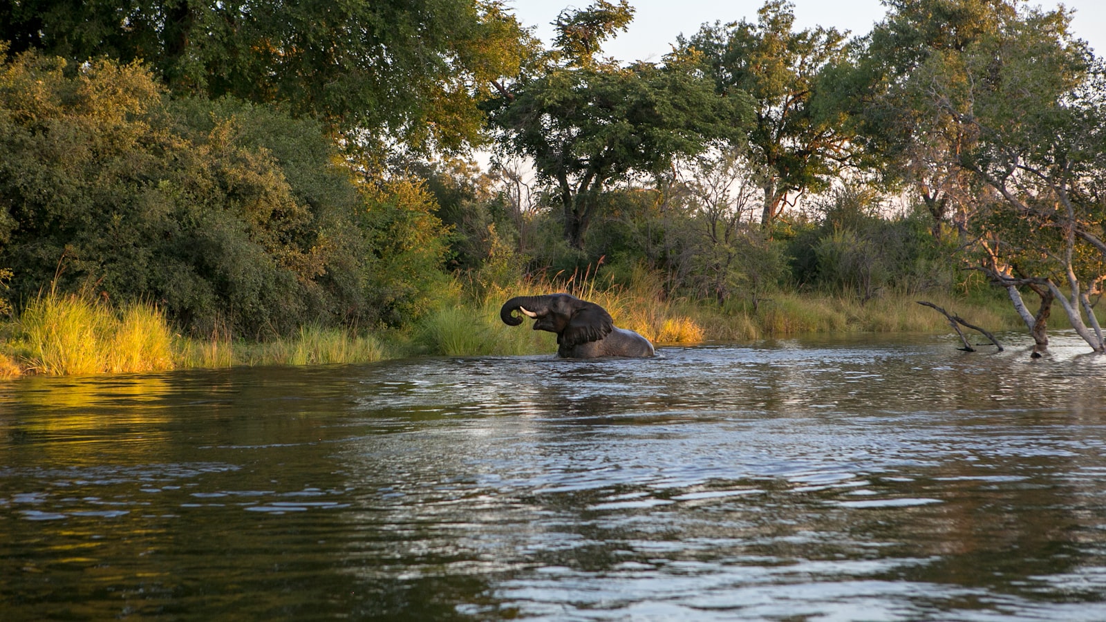 A canoe safari on the Zambezi River